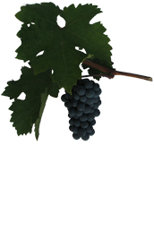 Winogrona Cabernet Sauvignon