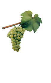 Winogrona Chardonnay