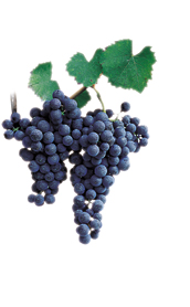 Winogrona Franconia