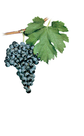 Winogrona Malbech
