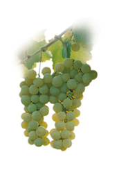 Winogrona Malvasia istriana