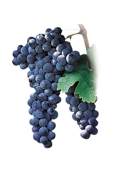 Winogrona Merlot