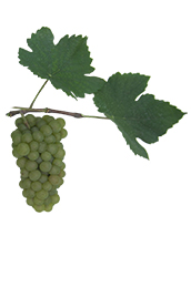 Winogrona Pinot Bianco