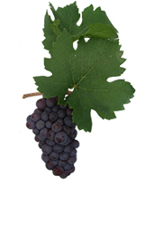 Winogrona Pinot Grigio