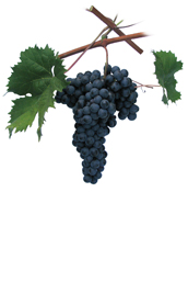 Winogrona Refosco dal peduncolo rosso