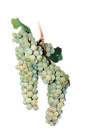 Winogrona Sauvignon