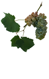 Winogrona Verduzzo friulano