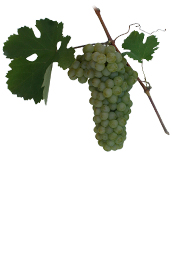 Winogrona Verduzzo trevigiano